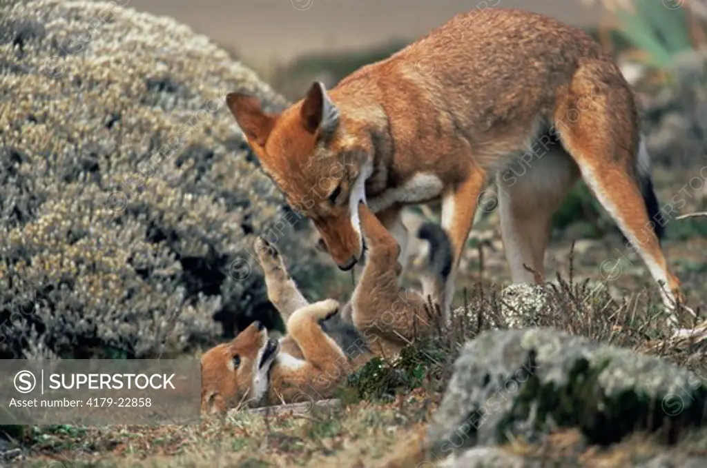 Simien Jackal / Ethiopian Wolf mother play fighting with cub (Canis simensis) Bale Mountains, Bale National Park, Ethiopia
