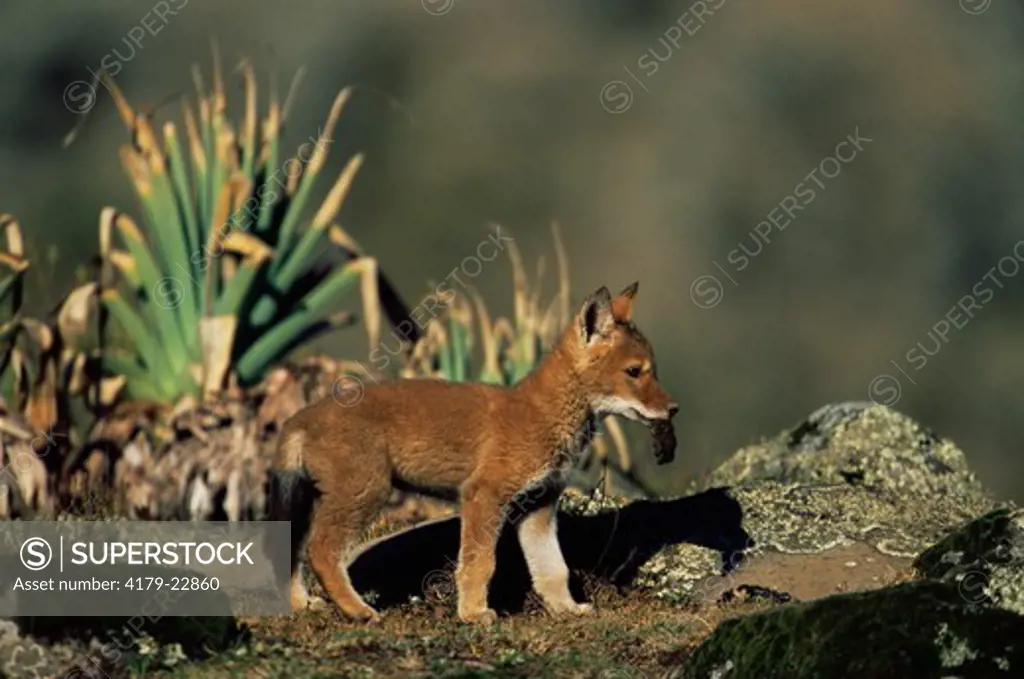 Simien Jackal / Ethiopian Wolf weaned cub carrying rodent prey (Canis simensis) Bale Mountains, Bale National Park, Ethiopia
