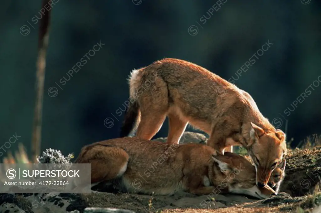 Simien Jackal / Ethiopian Wolf family at den (Canis simensis) Bale Mountains, Bale National Park, Ethiopia