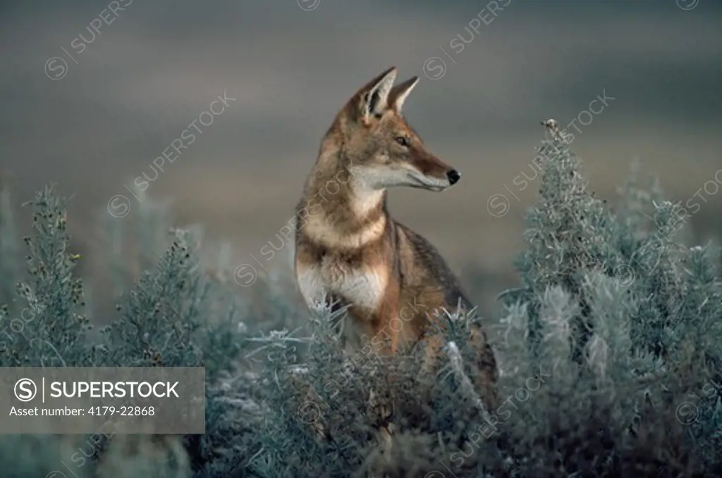 Simien Jackal / Ethiopian Wolf at rest (Canis simensis)  Bale Mountains, Bale National Park, Ethiopia