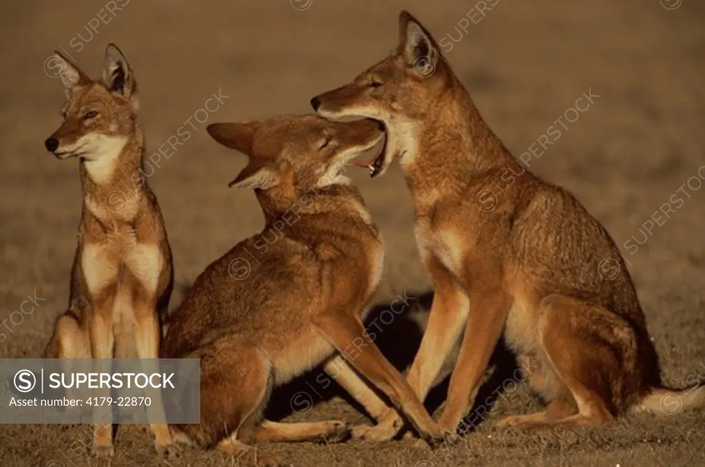 Simien Jackal / Ethiopian Wolf family group, mother yawning as young sticks head in her mouth (Canis simensis) Bale Mountains, Bale National Park, Ethiopia