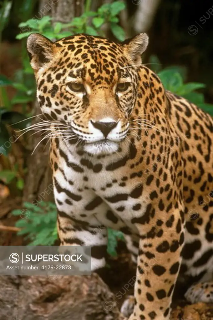 Jaguar sitting in Forest, Belize