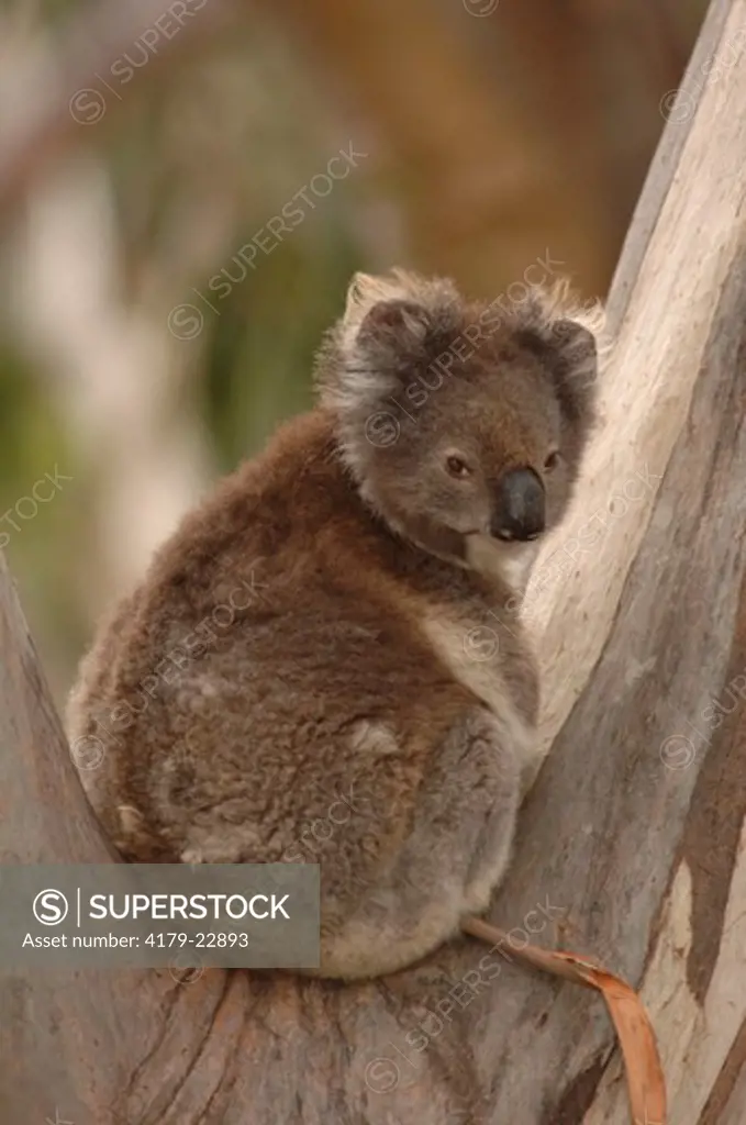Wild Koala in the eucalyptus forest at Kennet River on the Great Ocean Road (Phascolarctos cinereus) Victoria, Australia