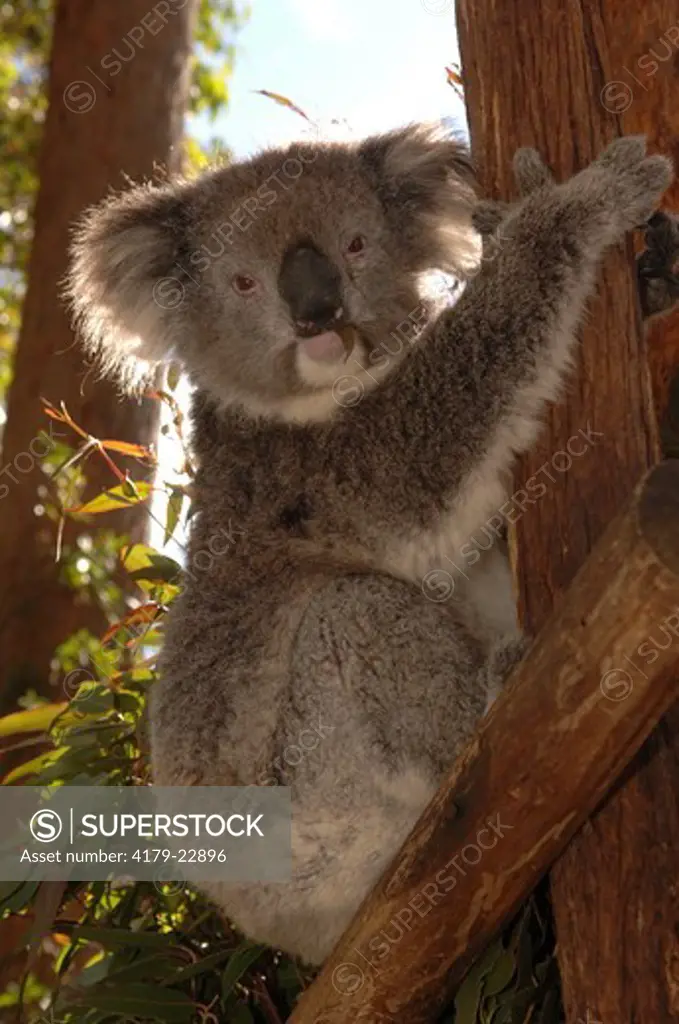 Koala (Phascolarctos cinereus) eating eucalyptus, Trowunna Wildlife Park, Tasmania, Australia