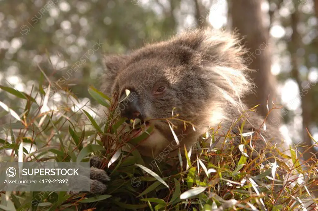 Koala (Phascolarctos cinereus) eating eucalyptus, Trowunna Wildlife Park, Tasmania, Australia
