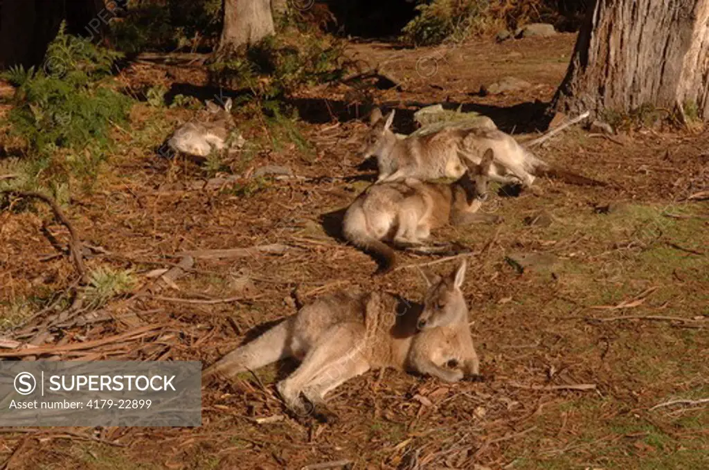 Eastern Grey (Forester) Kangaroos (Macropus giganteus tasmaniensis) Trowunna Wildlife Park, North Tasmania, Australia