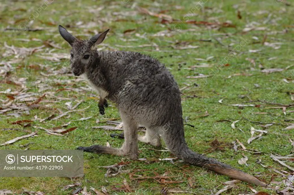 Grey Kangaroo Joey, wet in the rain  (Macropus giganteus) Cleland Conservation Park, Australia