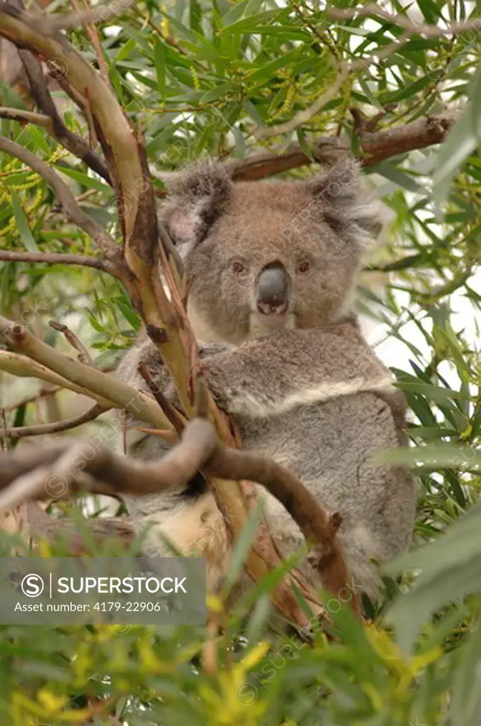 Koala in eucalyptus tree (Phascolarctus cinereus) Kangaroo Island, Australia