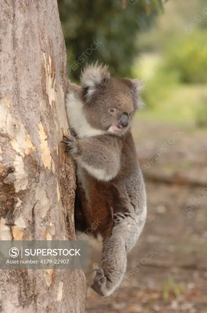 Koala climbing down a eucalyptus tree (Phascolarctos cinereus) Kangaroo Island, Australia