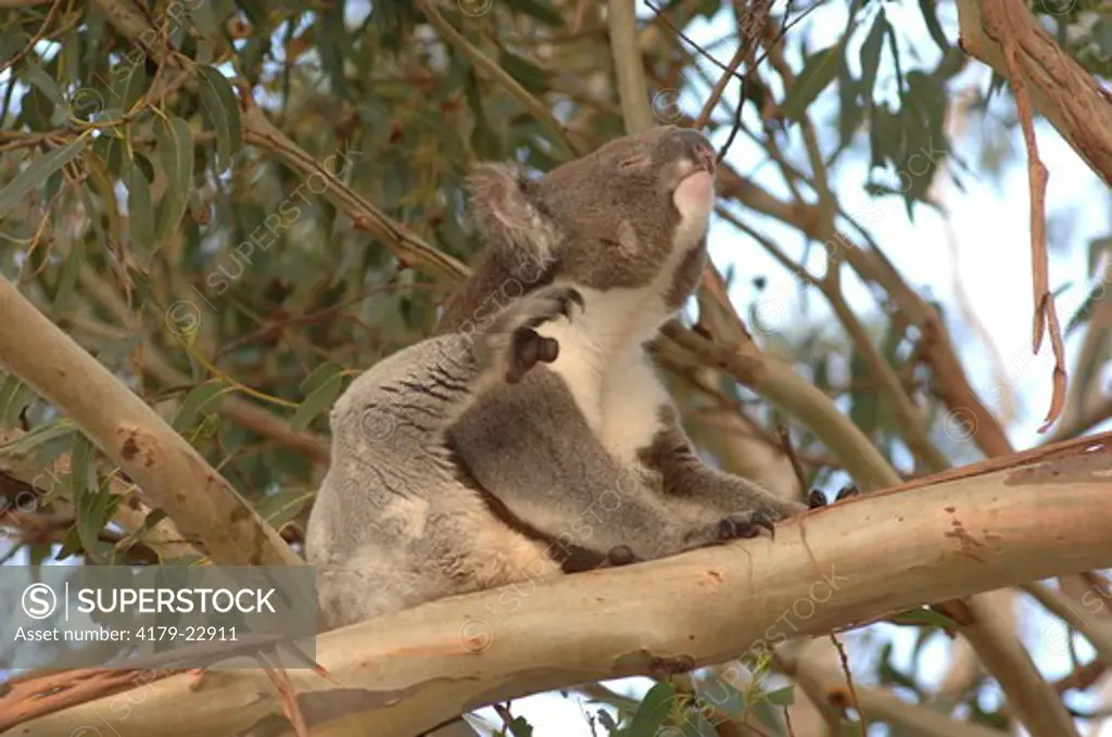 Koala in eucalyptus tree scratching (Phascolarctus cinereus) Kangaroo Island, Australia