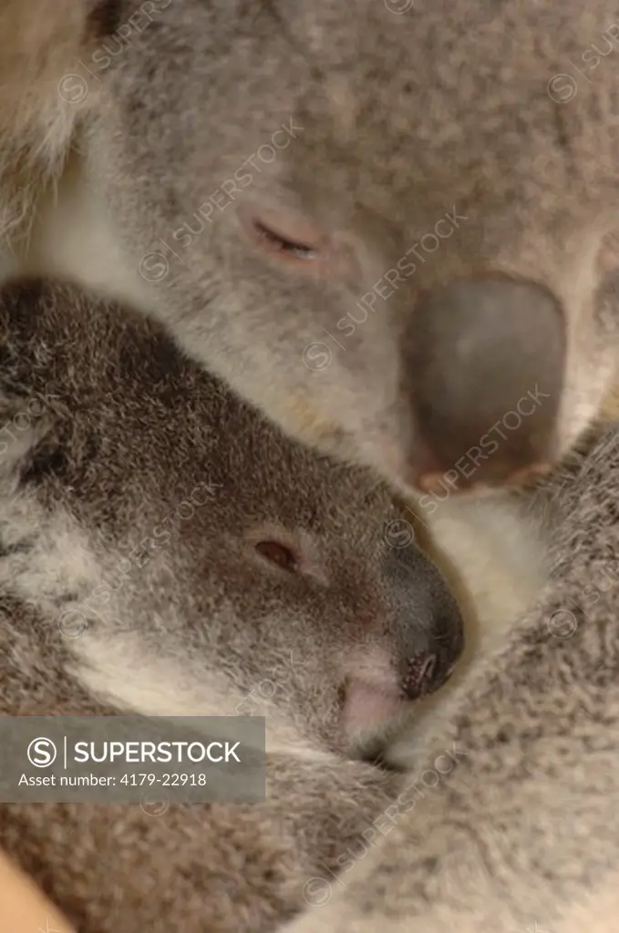 Koala baby with mom (Phascolarctos cinereus) Lone Pine Koala Sanctuary, Queensland, Australia