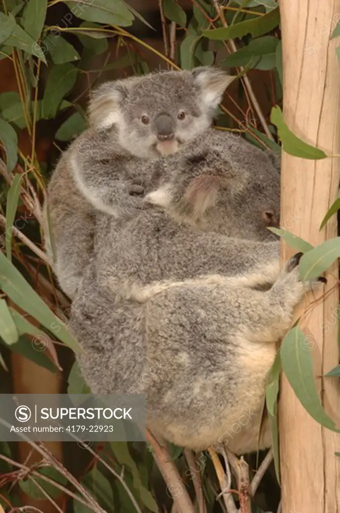 Koala baby with mom (Phascolarctos cinereus) Lone Pine Koala Sanctuary, Queensland, Australia