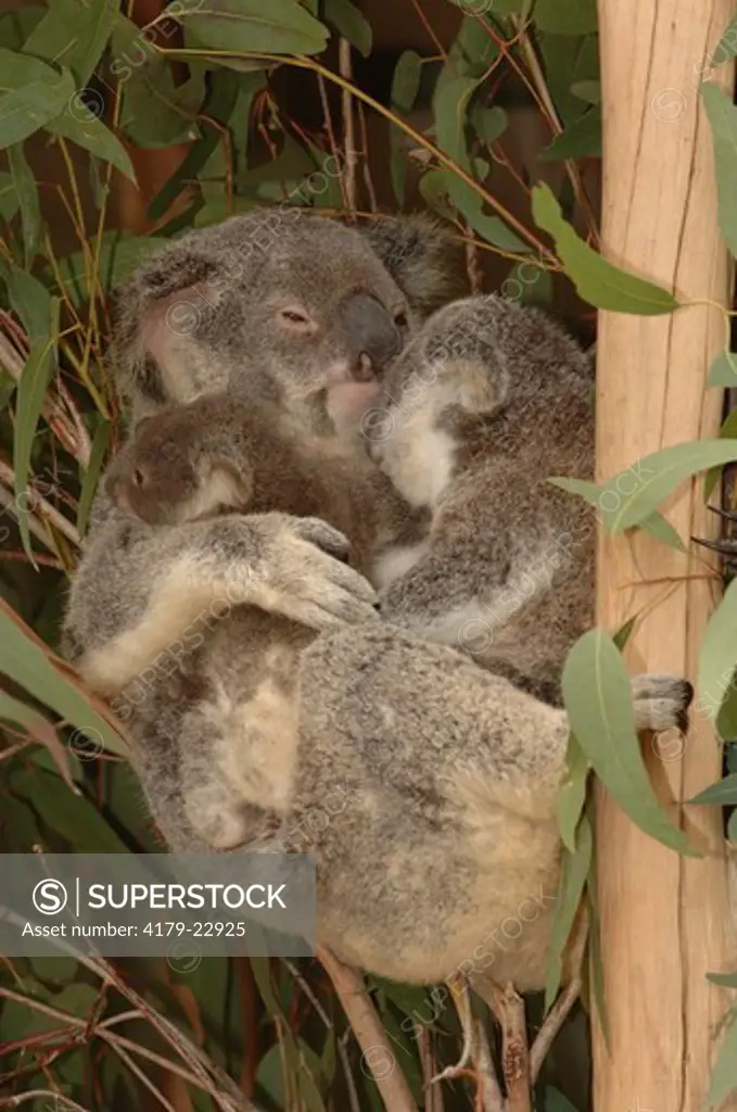 Koala mom with her baby and another koala's baby (Phascolarctos cinereus) Lone Pine Koala Sanctuary, Queensland, Australia