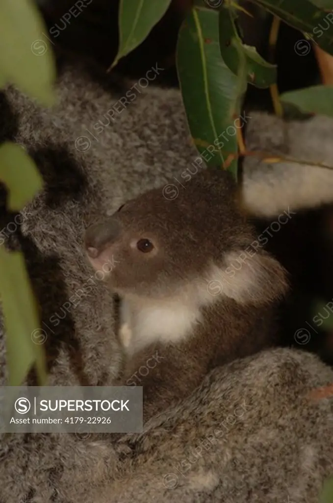 Koala mom with her baby (Phascolarctos cinereus) Lone Pine Koala Sanctuary, Queensland, Australia