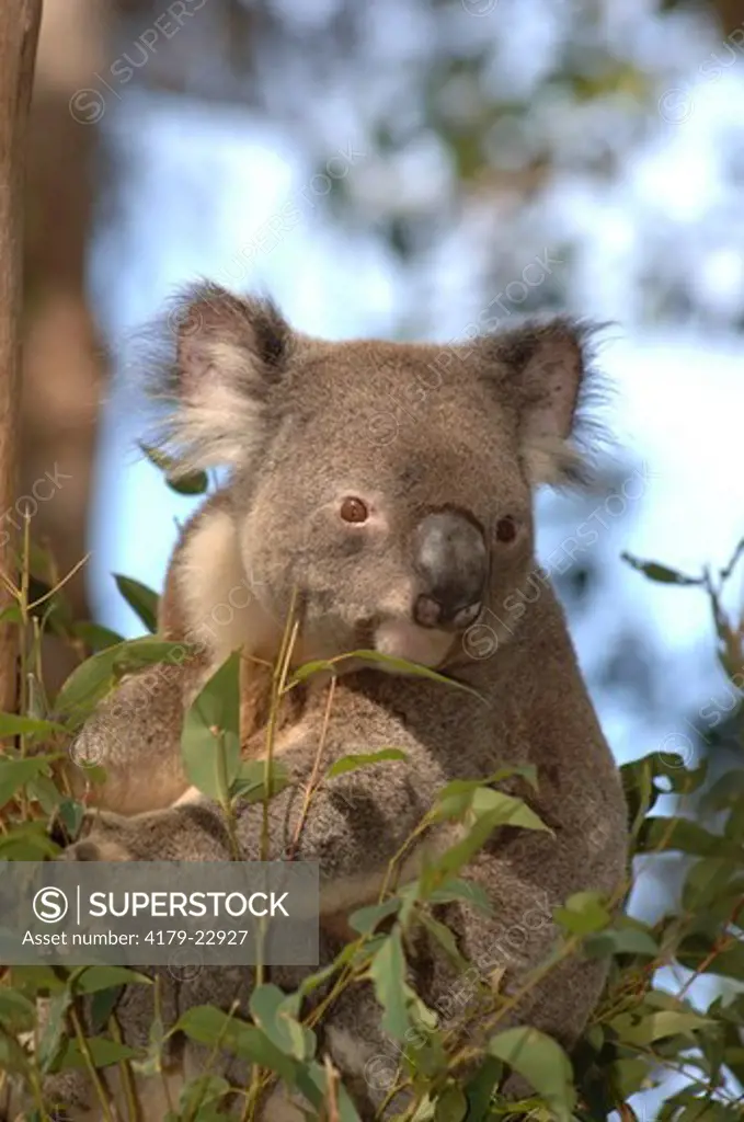 Koala (Phascolarctos cinereus) Lone Pine Koala Sanctuary, Queensland, Australia