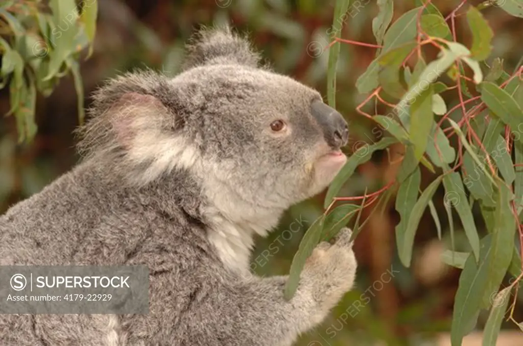 Koala  (Phascolarctos cinereus) Lone Pine Koala Sanctuary, Queensland, Australia