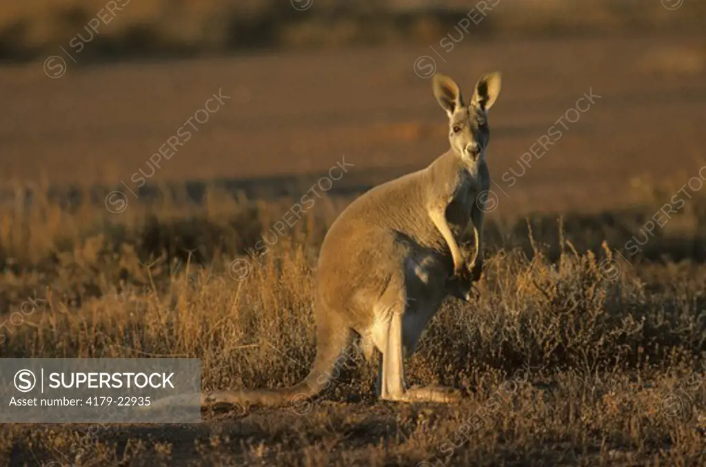 Red Kangaroo (Megaleia rufa) Australia