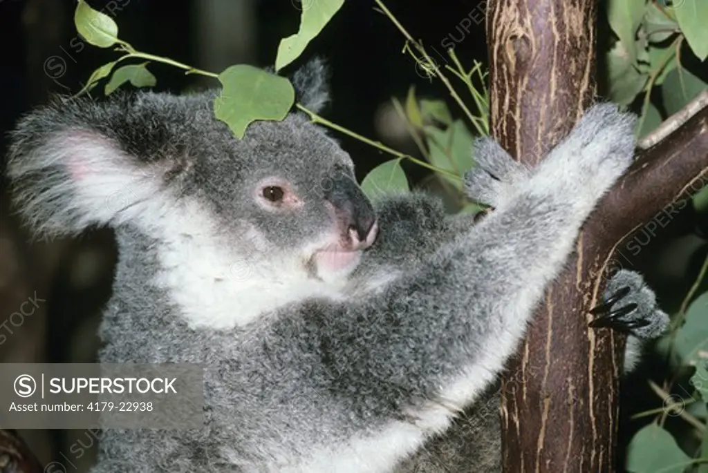Koala (Phascolarctos cinereus), Queensland, Australia