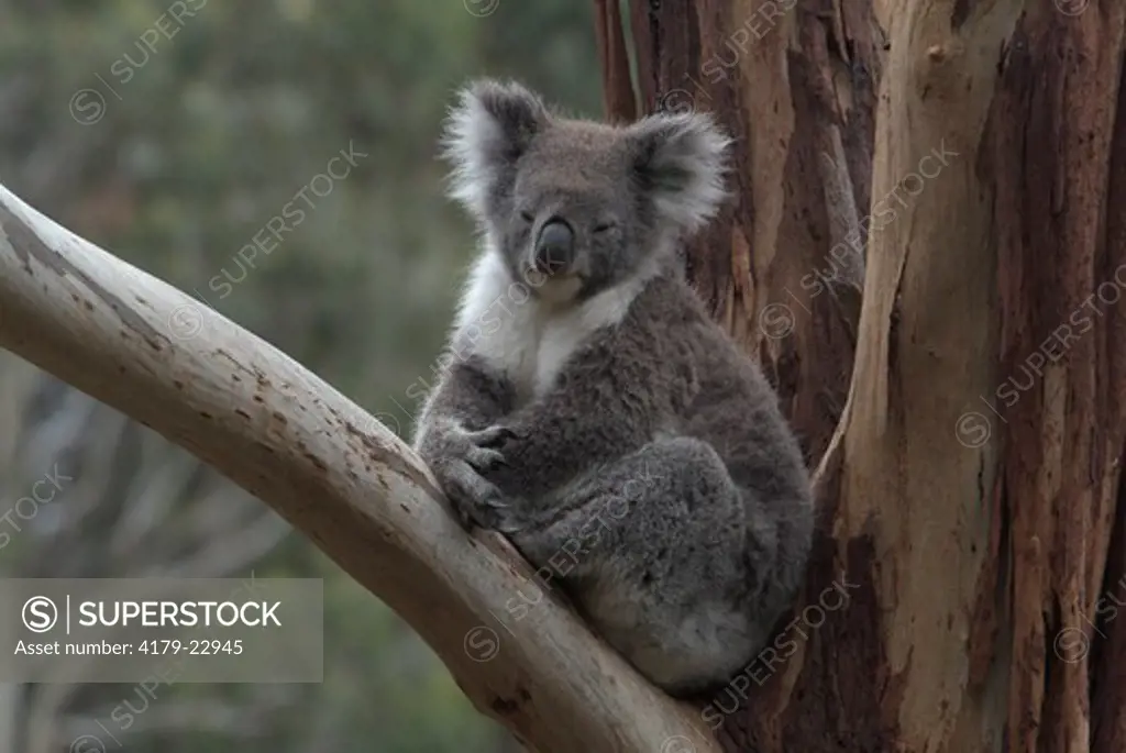Koala (Phascolarctos cinereus) resting on a Gum Tree Branch, Victoria,  Australia