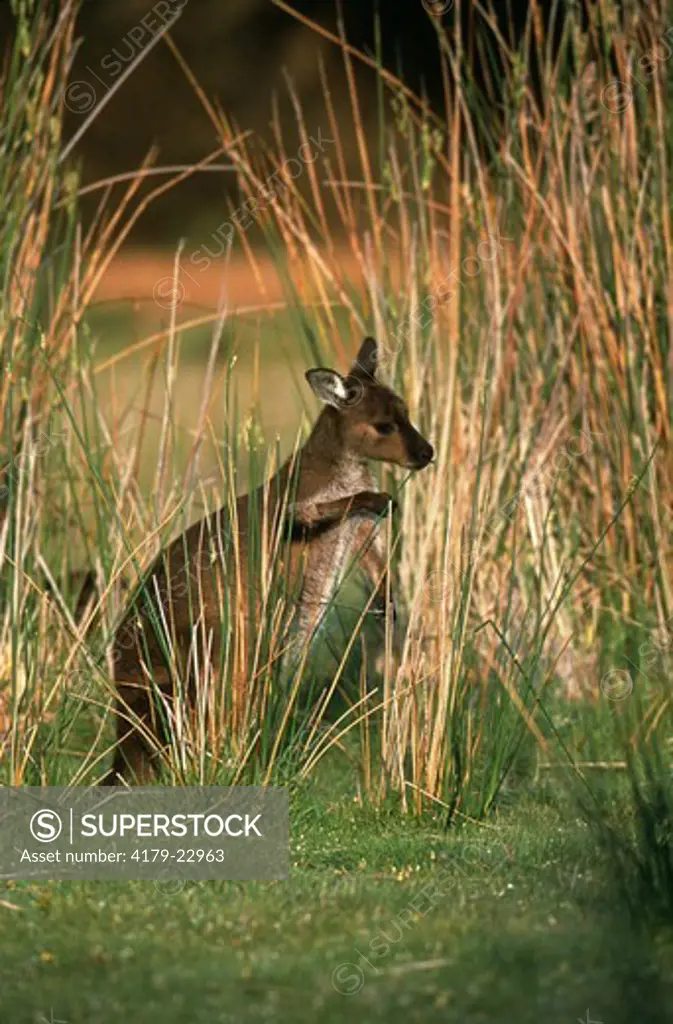 Kangaroo Island Kangaroo, subsp. of W. Grey Kangaroo, Kelly Hill CP, S. Australia