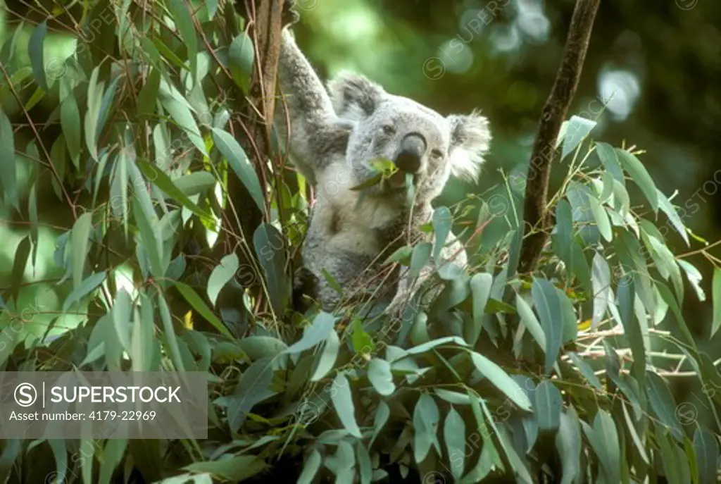 Koala (Phascolarctos cinerus) Australia