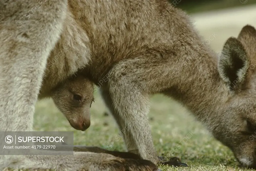 E. Gray Kangaroo & Joey, wild, (Macropus giganteus), Pebbly Beach, Australia