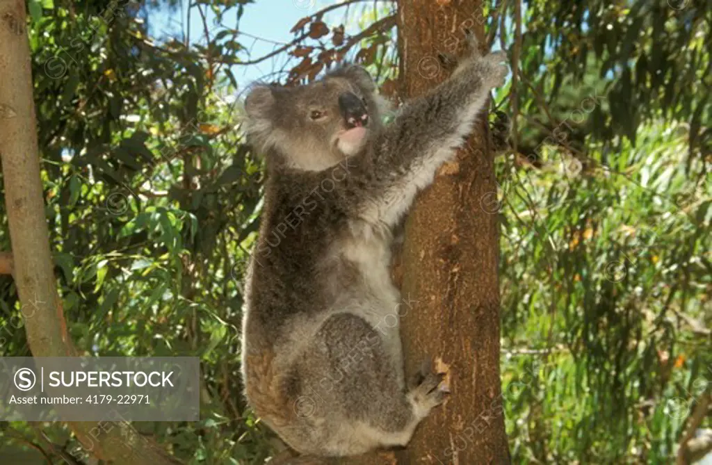 Koala tree climbing Kangaroo Island South Australia