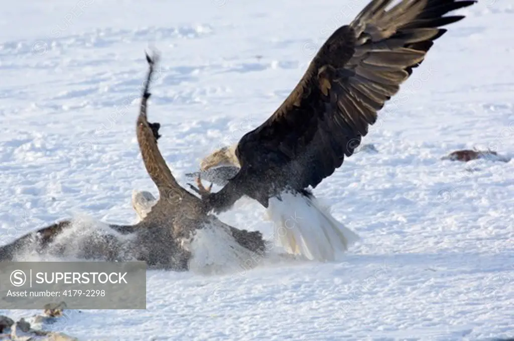 Bald Eagle fight on the Chilkat River at Haines, AK 11/18/06 (Haliaeetus leucocephalus)