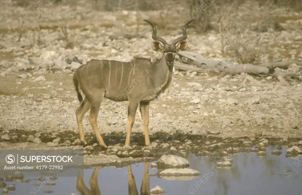 Greater Kudu (Tragelaphus strepsiceros), Namibia