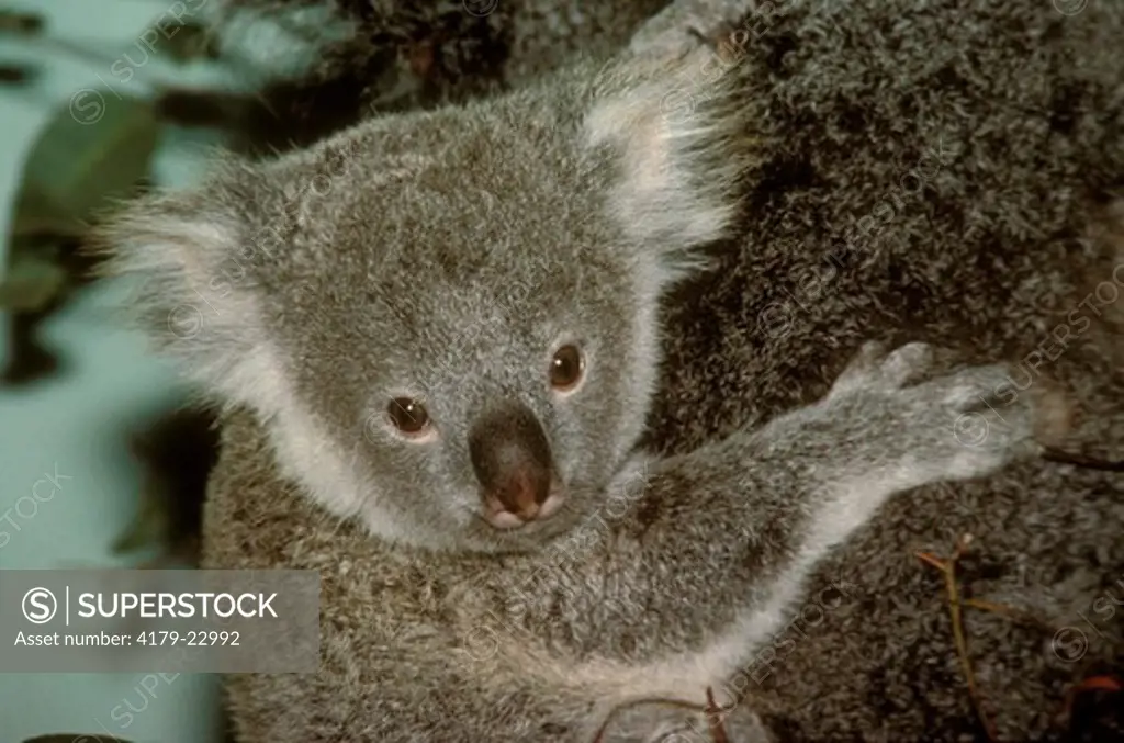 Koala with baby (Phascolarctos cinereus) Lone Pine Sanctuary, QSL, Australia