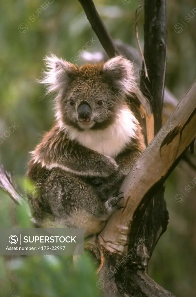 Koala in Eucalyptus Tree (Phascolarctos cinereus), Angahook-Lorne S.P., Victoria, Australia