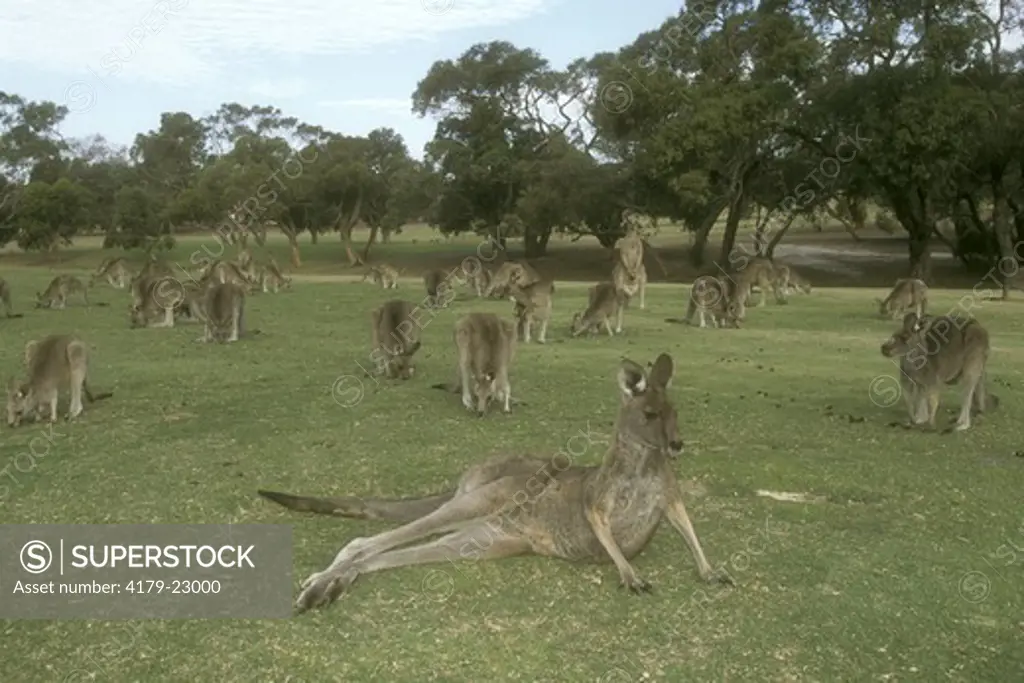 Eastern Grey Kangaroos on Golf Course (Macropus giganteus), Victoria, Australia