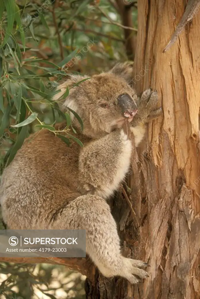 Koala (Phascolarctos cinereus) old male in fav. Tree, Kangaroo Island, Australia, introduced