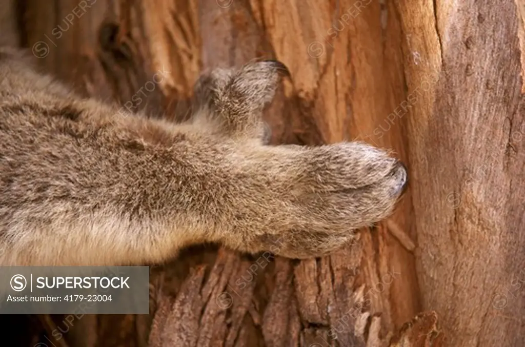Koala, close up of Hand (Phascolarctos cinereus victor), Australia