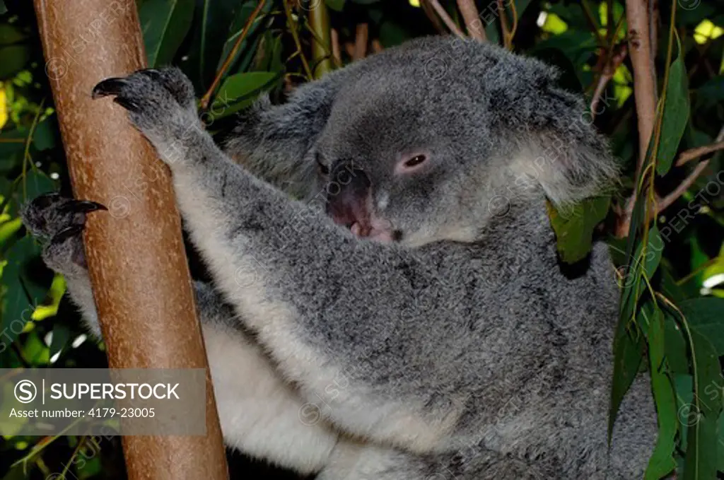 Koala (Phascolarctos cinereus) Climbing, clinging to tree Enclosure, May, The Australia Zoo, Beerwah, Queensland, Australia