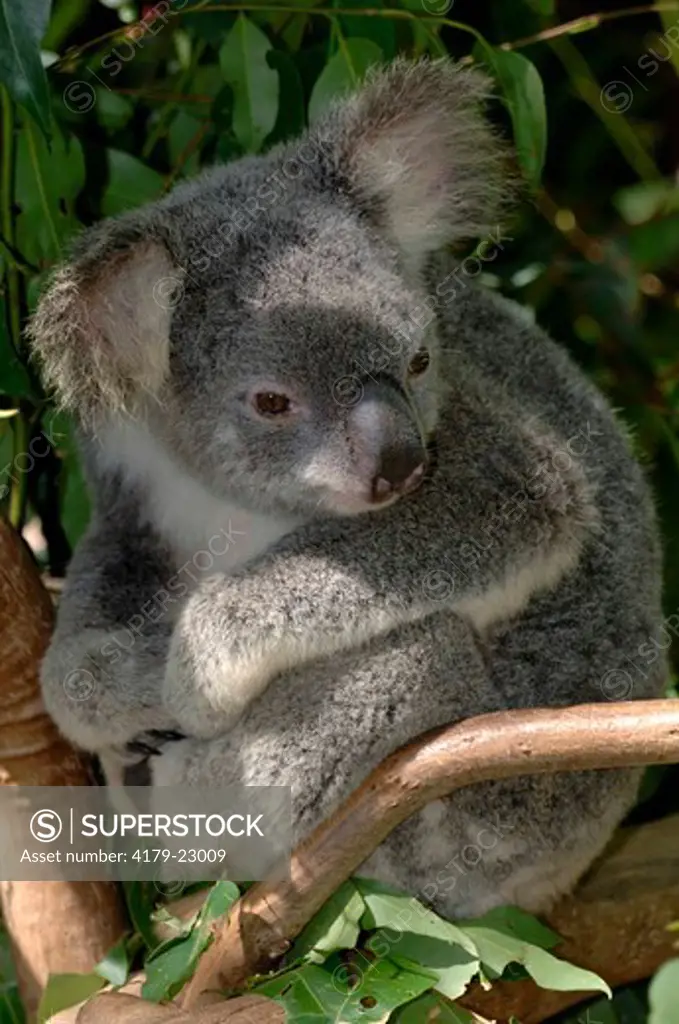 Koala, Northern Form (Phascolarctos cinereus) Climbing, clinging to tree Enclosure, May, Lone Pine Koala Sanctuary, Brisbane, Queensland, Australia