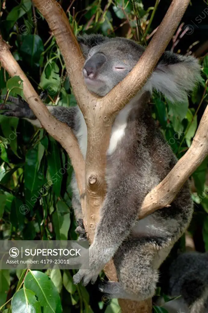 Koala, Northern Form (Phascolarctos cinereus) Sleeping in fork of tree, May, Lone Pine Koala Sanctuary, Brisbane, Queensland, Australia Note: Koalas sleep/rest for about 20 hours a day