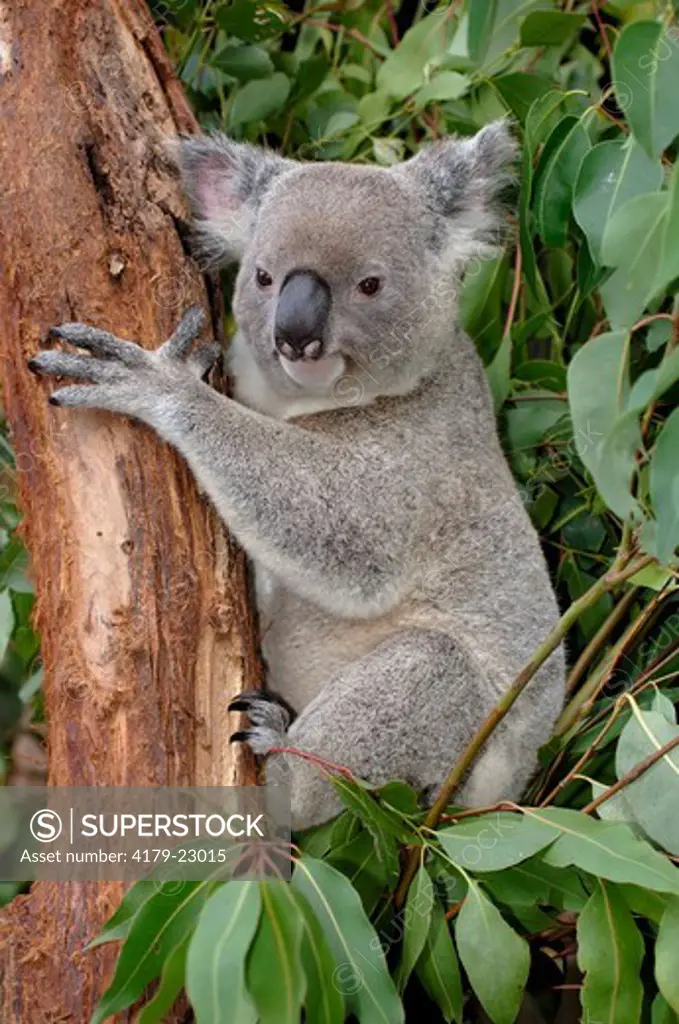 Koala, southern form (Phascolarctos cinereus) Clinging to tree Enclosure, April, Waratah Park Earth Sanctuary, Duffy's Forest, New South Wales, Australia Note: Claws, paws for climbing trees. Sanctuary surrounded by electric fence to protect native animal