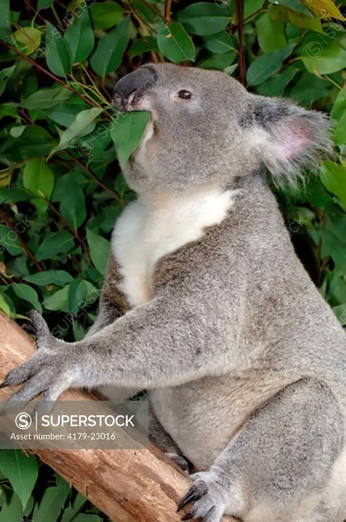 Koala, southern form (Phascolarctos cinereus) Eating fresh gum leaves, April, Waratah Park Earth Sanctuary, Duffy's Forest, New South Wales, Australia Note: Sanctuary surrounded by electric fence to protect native animals from feral animals, natives roam