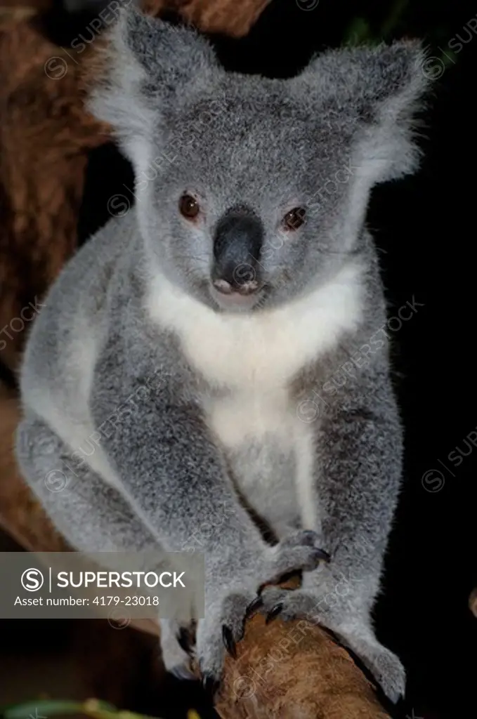 Koala, Northern Form (Phascolarctos cinereus) Climbing, clinging to tree Enclosure, May, Lone Pine Koala Sanctuary, Brisbane, Queensland, Australia Note: Young koala about 1 year old