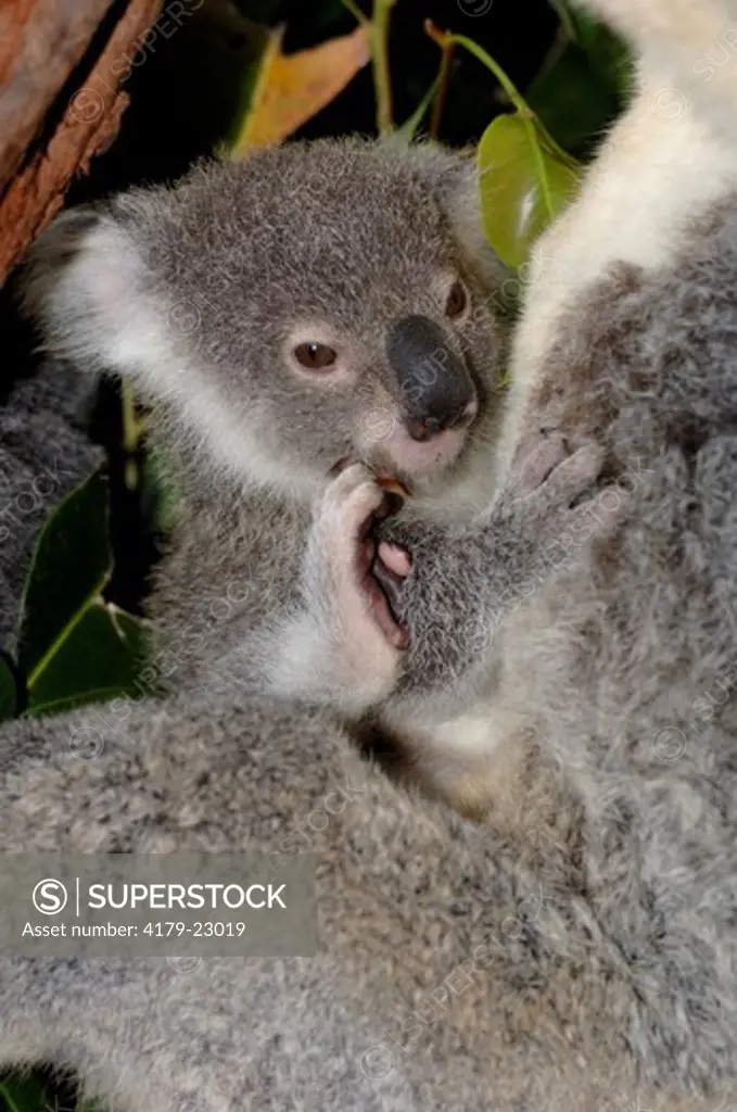 Koala, Northern form  (Phascolarctos cinereus) Clinging to mother, Kuranda Koala Gardens, Queensland, Australia