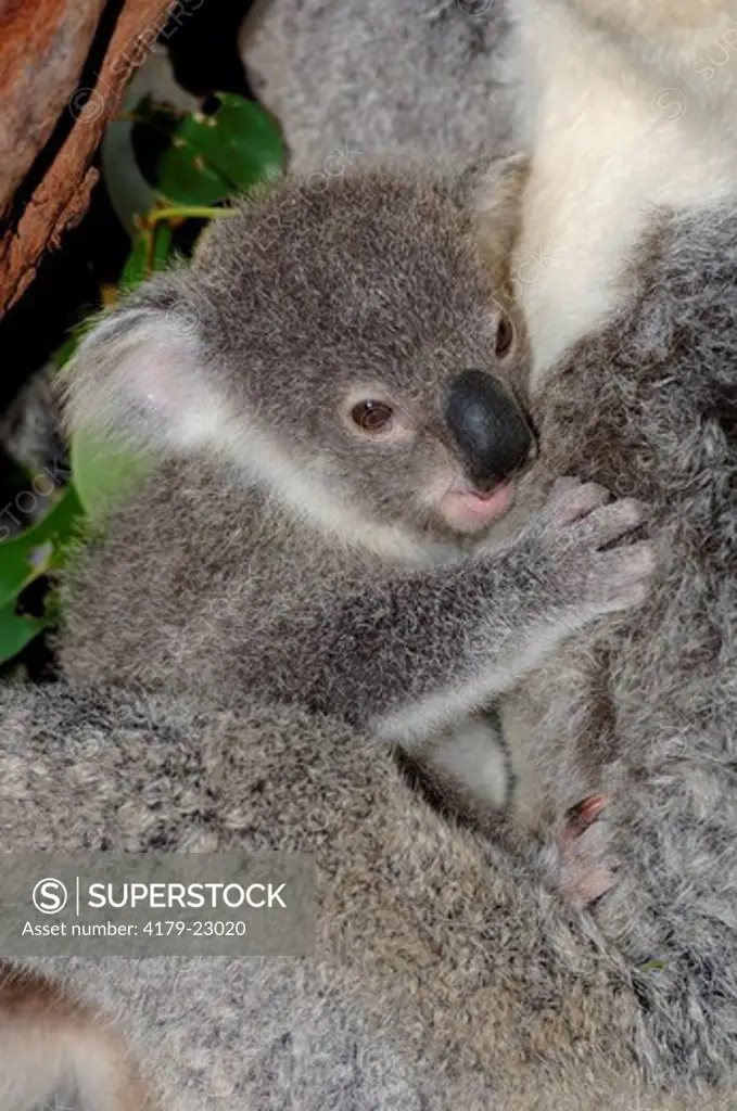 Koala, Northern form (Phascolarctos cinereus) Clinging to mother, Kuranda Koala Gardens, Queensland, Australia