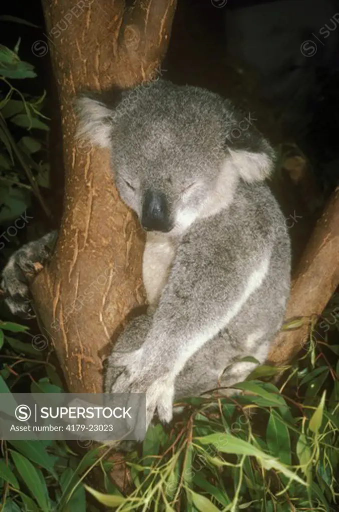 Koala (Phascolarctos cinereus) Featherdale W. Park, Australia