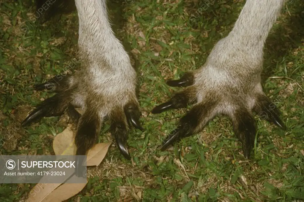 Eastern Grey Kangaroo (Macropus giganteus), front feet, Katherine Gorge N.P., N.T., Australia