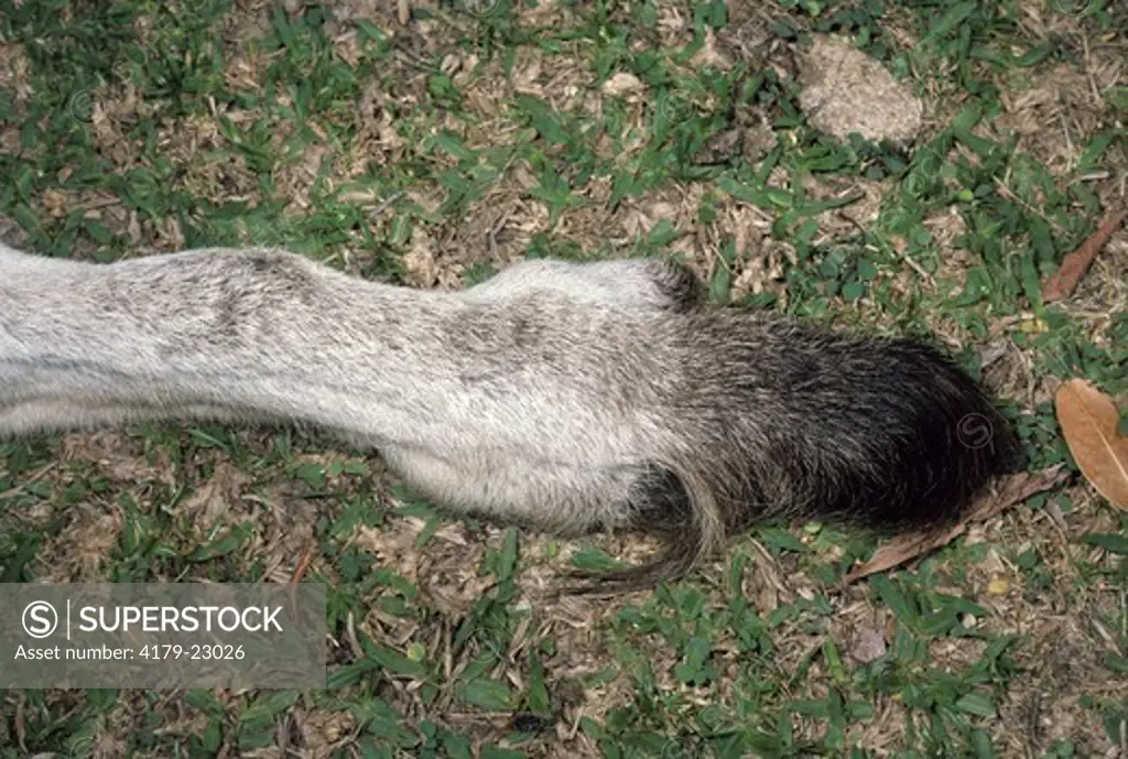 Eastern Gray Kangaroo (Macropus giganteus) Hind Foot/Australia