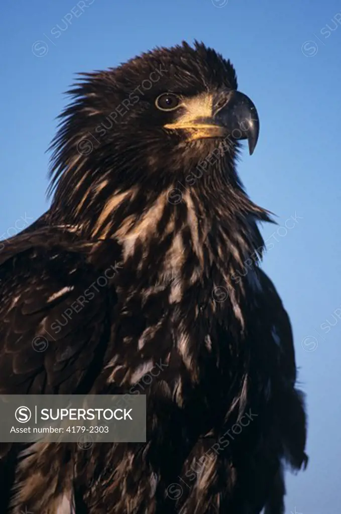 Immature Bald Eagle Portrait (Haliaeetus leucocephalus), Homer, AK