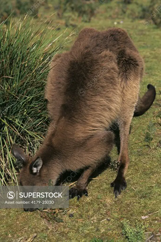 Kangaroo Island Kangaroo fem grazing, Kangaroo Is, S Aust. (Macropus fuliginosus)