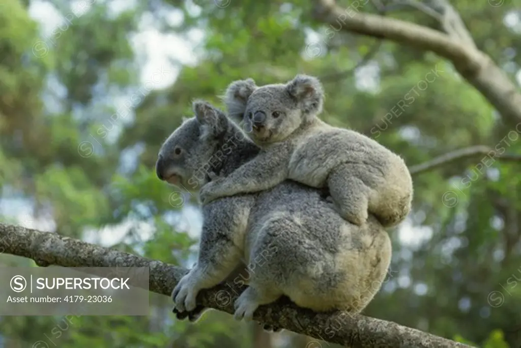 Koala Bear & baby (Phascolarctos cinereus) Australia