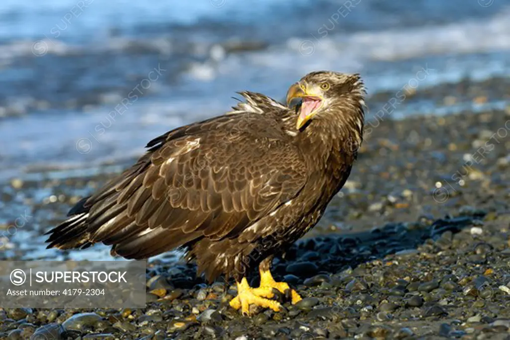 Bald Eagle (Haliaeetus leucocephalus) Vocalizing from shoreline Homer Alaska