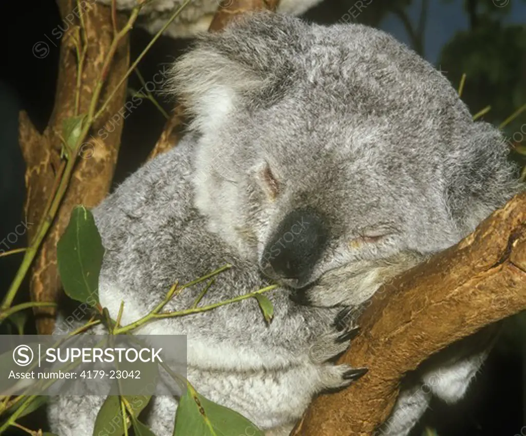 Koala Sleeping (Phascolarctos cinereus) Australia